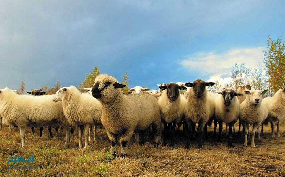 بهره گیری از گوسفندان برای بهبود خاک در مزارع تولید برق خورشیدی